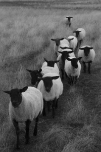 Reference photo for grey value-scale study of the sheep.